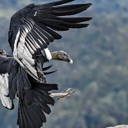 Vulture, Buzzard